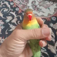 طوطی برزیلی سخنگو