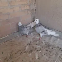 کفتر