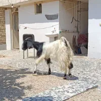 دوعدد بز ابسن وچهار کولار
