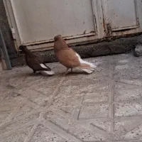 کفتر
