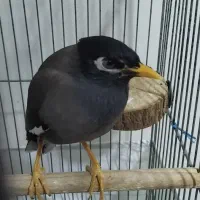 مرغ مینا