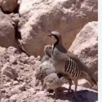 جوجه
