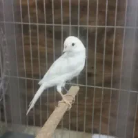 قناری سفید ماده