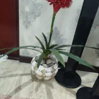 دکوری تزیینی