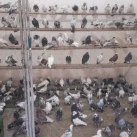 کبوتر تهرانی بوم تعداد بالا