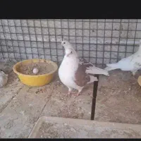 کبوتر توک فنچ یا همون توک کوتاه خودمون