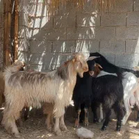 کهری نر ۹عدد