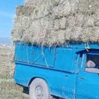 پرس علف زعفران