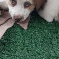 واگذاری سگ مناسب نگهبانی