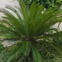 گل سیکاس