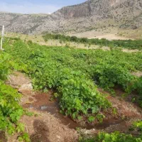 ۳۵۰۰ متر زمین باغ بر جاده قزانچی