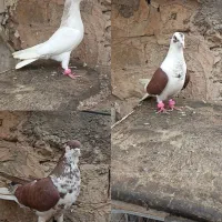 کفتر پشت . خال .. ساده افشون