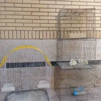 قفس