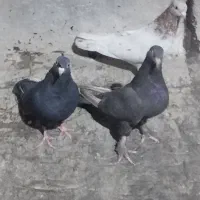 سه عدد ماده