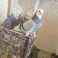 کبوتر