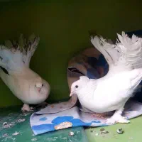 کبوتر دم چتری
