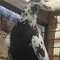 کفتر....یه جا