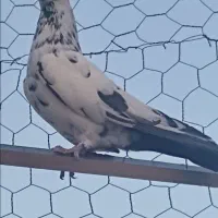 کبوتر