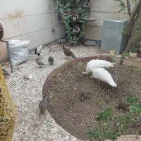 مرغ طاووسی