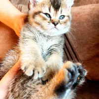 گربه نر و ماده بریتیش