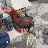 جوجه خروس محلی