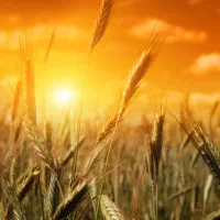 10 تن گندم برای فرش فقط نقدی