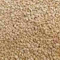 گندم فروشی تقریبا ۵۰کیلو
