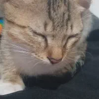 گربه به اسم ملورین