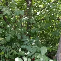 باغ-باغچه-600-متری