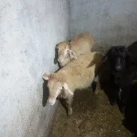 دوعدد بره سالم سرحال بدون مریضی