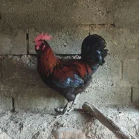 خروس ریشی محلی جوان