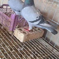 پلاکی و دم سفید