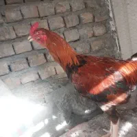 خروس لاری ۸ماه