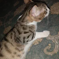 واگذاری گربه