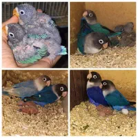 جفت طوطی کوتوله برزیلی با جوجه