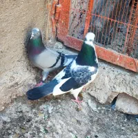 کفتر|پرنده|ملارد, |دیوار