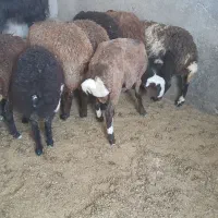 بره نر ریز