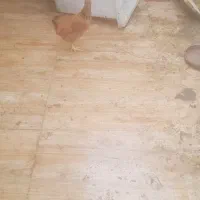 جوجه کبابی مرغ خروس.اردک اسراییلی