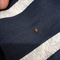 سمپاشی ساس سوسک کک کنه موریانه سم پاشی حشرات