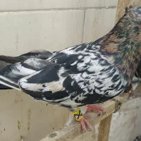 سرورکبوتر و جفتکن