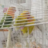 کوتوله نر پاستیلی و سبز