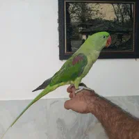طوطی ملنگو