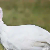 بوقلمون گوشتی زنده و کشتار شده