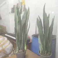 گل و گیاه سانسوریا ابلق