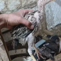 جوجه|حیوانات مزرعه|مهاباد (آذربایجان غربی), |دیوار