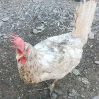 مرغ تخمی