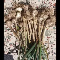 سیرمحلی اورگانیک ازروستای نوکند باقران