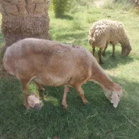 میش پاکستانی و چینی