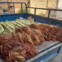 جارو|لوازم نظافت|کوهدشت, |دیوار