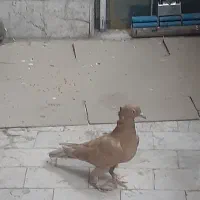 کبوتر ماده آماده برای جفت کردن